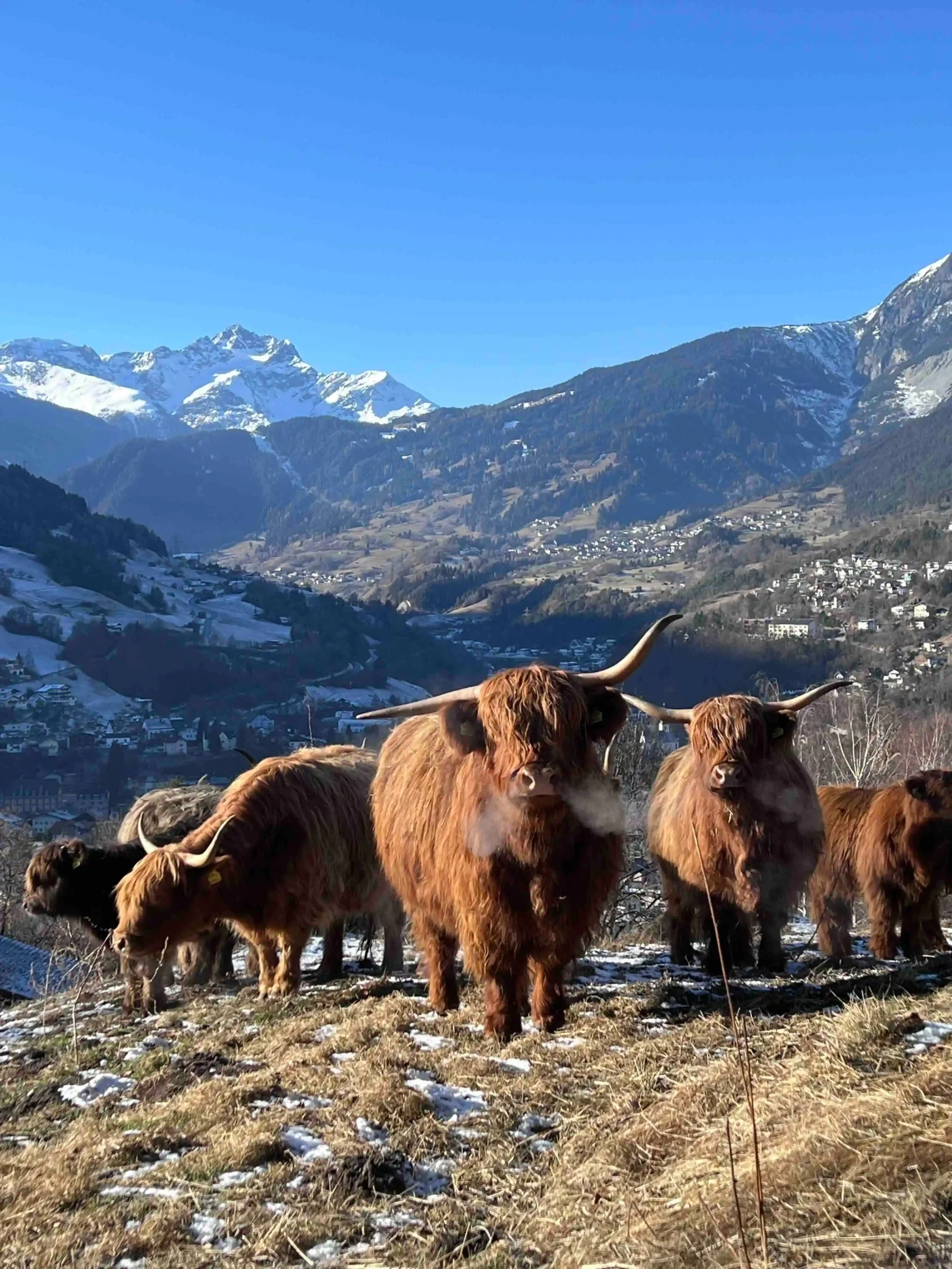 Home Hochlandrind auf alpiner Weide